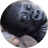 ABEO the baby gorilla