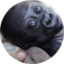 ABEO the baby gorilla