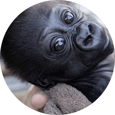 ABEO the baby gorilla logo