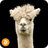 Alpaca 