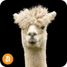 Alpaca 