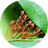 ANTS