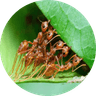 ANT COLONY