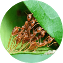 ANT COLONY