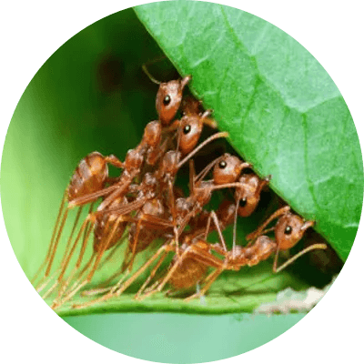ANT COLONY logo