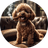 ARCHIE
