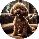 Archie the cigar poodle