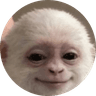 aryan monkey
