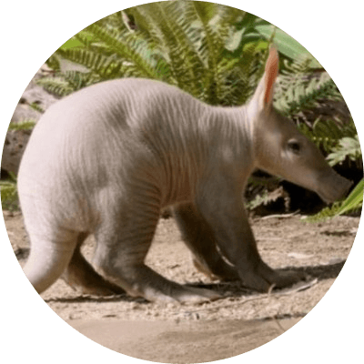 baby aardvark logo