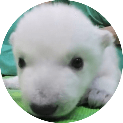 Baby Polar Bear logo