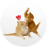 bapcat