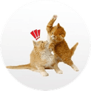 bapcat
