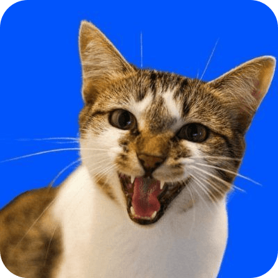 Based Cats Coin logo