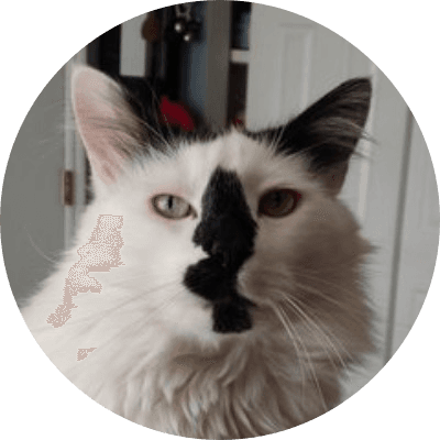 Basement's Cat logo