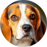 BEAGLE COIN