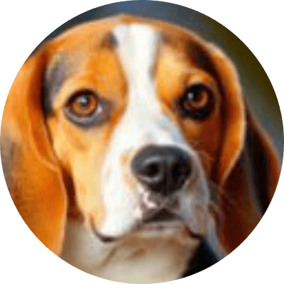 BEAGLE COIN logo