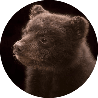 bear logo