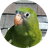 Bebe