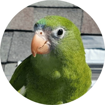 Bebe The Parrot logo