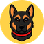 Belgian Malinois