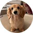  Bella The Smiling Dog