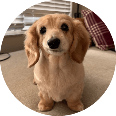  Bella The Smiling Dog logo