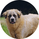 Bellacoin