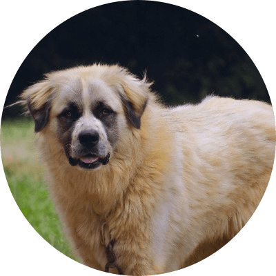 Bellacoin logo
