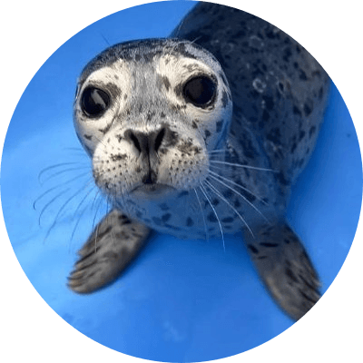 Biscuits The Seal logo