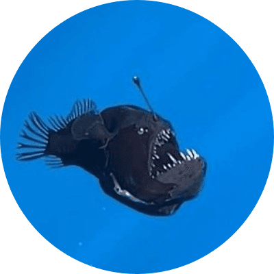 Black Devil logo