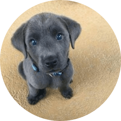 blue eyed dog logo