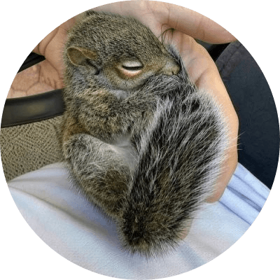 Blueberry The Squirrel logo