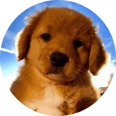 BOB logo