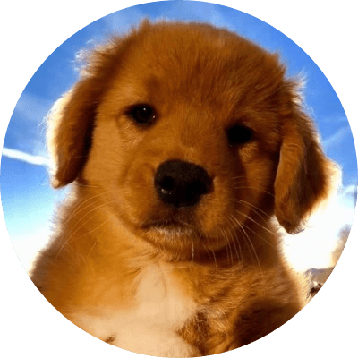 Bob logo
