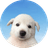 bobo