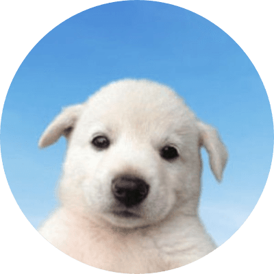 bobo logo
