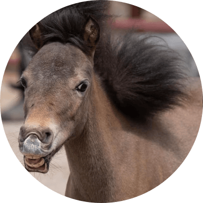 Bruno The Mini Horse logo