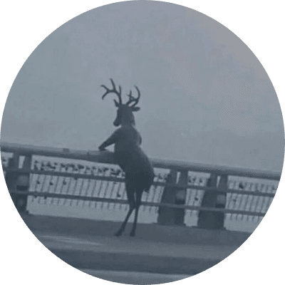 Bucky the overthinking deer logo