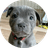 buddy