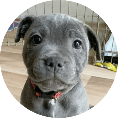 Buddy logo