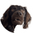 BUDDY