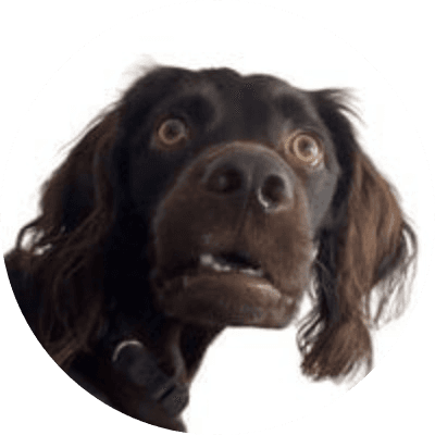 BUDDY logo