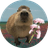 CAPY