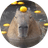 capy