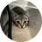 MELO