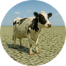 CashCow