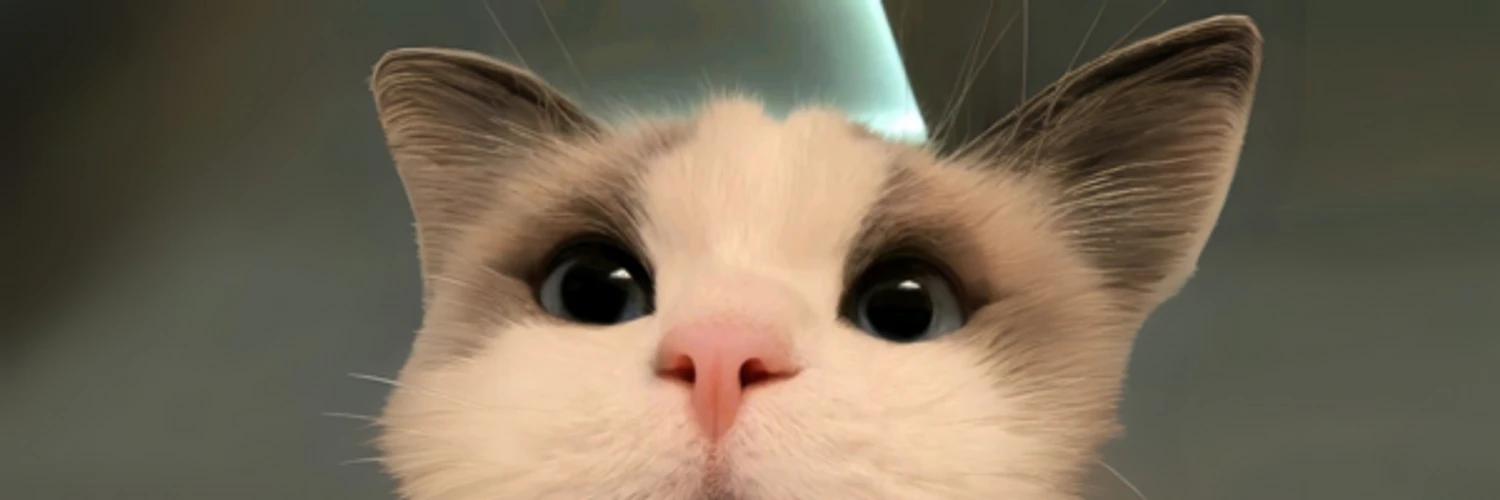 cat banner