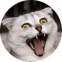 Cat Sonya 