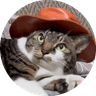 cat wif hat