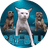 CBULL